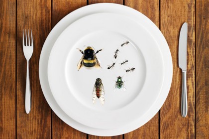Will insects become a part of our diet in the future?