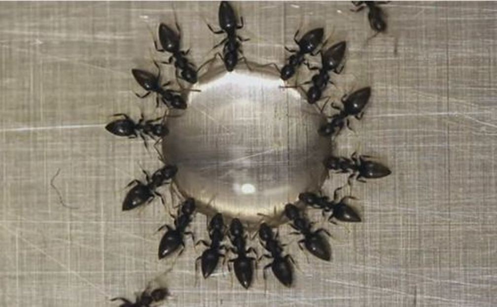 Get Rid of Ants Overnight with This Amazing Trick