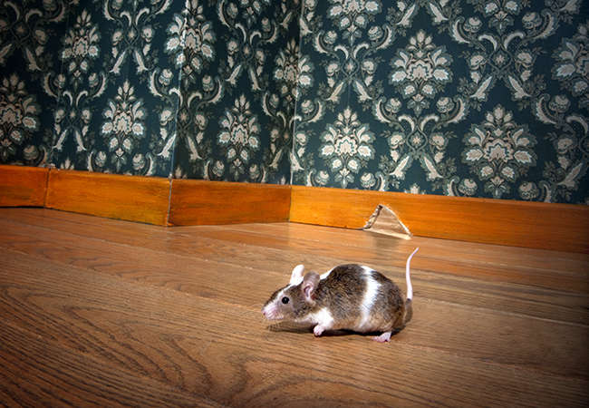 12 Most Effective and Easy Ways to Get Rid Of Mice Naturally