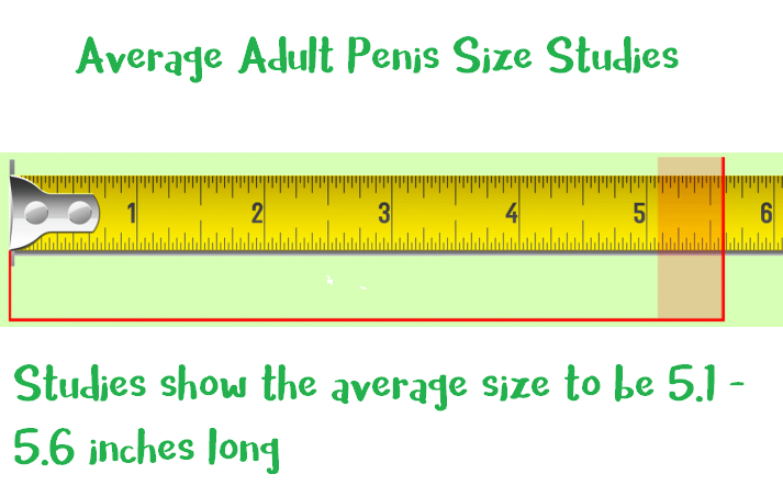 Penis Size Information 22