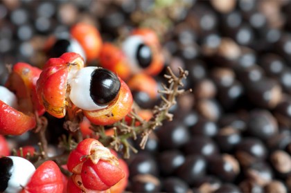 Health benefits of guarana 