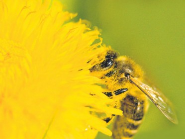 Pollen counts are on the rise
