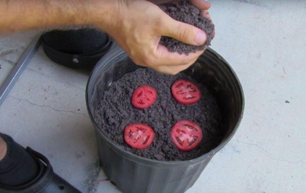 Put Some Slices Of Tomato In A Flower Pot – Here Is What Happens After 10 Days!