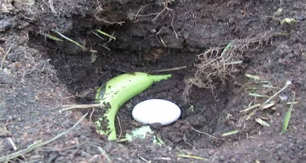 WHEN HE PUT AN EGG AND BANANA IN THE GROUND I THOUGHT IT WAS A JOKE. BUT THE RESULT? WOW!