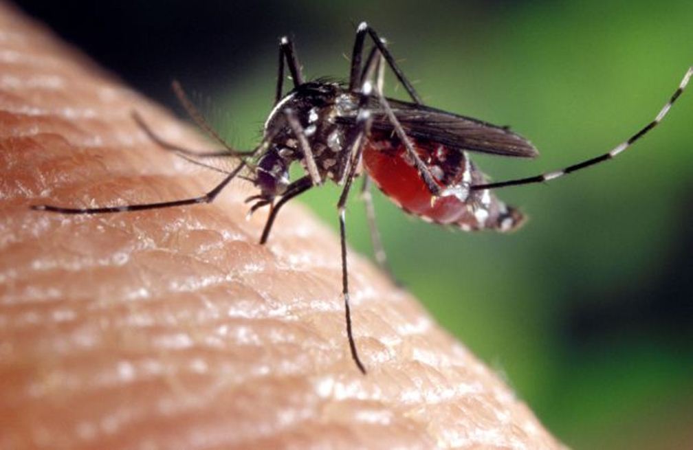 You-Attract-Mosquitos-More-Than-Others.-THIS-is-Why-They-Always-Bite-You