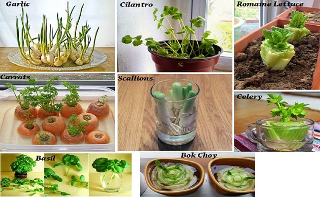 8 VEGETABLES YOU BUY ONCE AND REGROW FOREVER ! HOW TO GROW THEM FULL