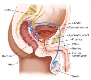 271647-male-urinary-system